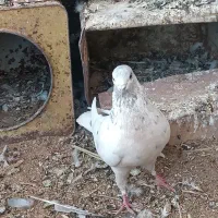 کفتر|پرنده|بهاباد, |دیوار