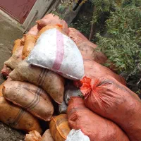 فروش پهن خشک گاو