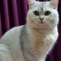 گربه بریتیش نر