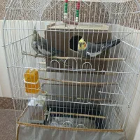 عروس هلندی