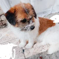 سگ پاکوتاه