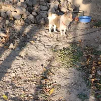 واگذاری پاکوتا|سگ|مهربان, |دیوار