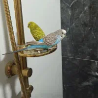 مرغ عشق عروس سفید کوتوله برزیلی