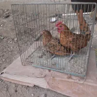 مرغ خروس مینیاتوری سیبرایت|حیوانات مزرعه|لالجین, |دیوار