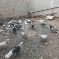 کفتر همه مدل رنگه والمانی