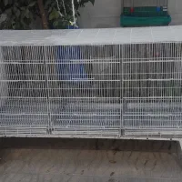 قفس پران اردشیر