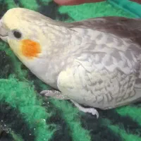 عروس هلندی دستی