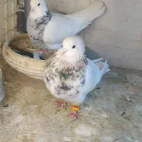 کفتر طوق شازدهبدونییپراضاف