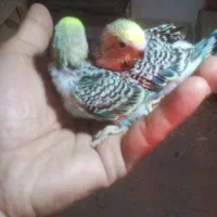 جوجه سرلاکی مرغ عشق رنگ زیبا|پرنده|قائم‌شهر, |دیوار