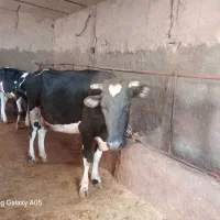 سلام گاوابستن