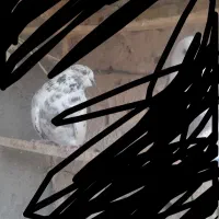 کبوتر گمشده