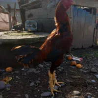 خروس لاری|حیوانات مزرعه|رشت, فلسطین|دیوار