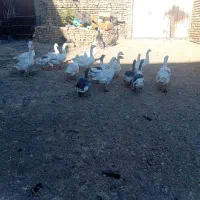 ۱۹ عددغاز جوان به شرط