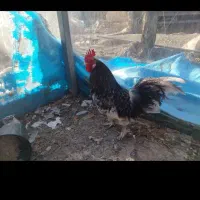 خروس پاپر چاپنیز