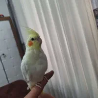 عروس هلندی لوتینو نر