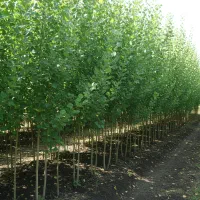 خرید نــهال صــنوبر اصل مستقیم از تولیدکننده|خدمات باغبانی و درختکاری|قزوین, |دیوار