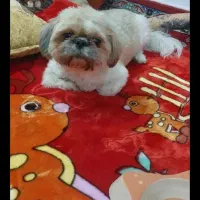 سگ نژاد پیکینیزوشیتزودرپاکدشت|سگ|پاکدشت, پاکدشت (مامازند)|دیوار