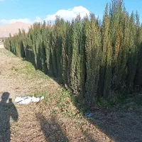 نهال نهالستان پرتقال نارنگی بادام سروناز لیمونشاع|خدمات باغبانی و درختکاری|شیراز, سایت اداری|دیوار