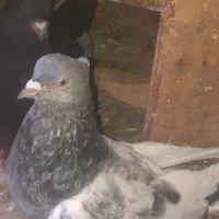 کبوتر فروشی|پرنده|شیراز, ابیوردی|دیوار