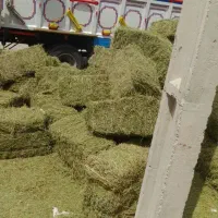 علوفه خشک