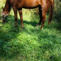 اسب ۲ساله سواری نشده