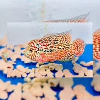 انواع ماهی فلاور ( مانستر هد ، کامفا )|ماهی|کرمانشاه, |دیوار