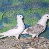 کبوتر آسمان و زمین