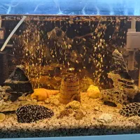 آکواریوم با وسایل و تزئینات کامل