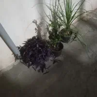 گل زیبا وجذاب|گل و گیاه طبیعی|اسلامآباد غرب, |دیوار