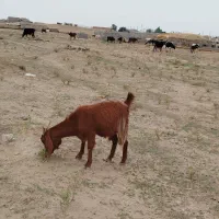 دهلران ـ روستای فرخ آباد جدید|حیوانات مزرعه|دهلران, |دیوار