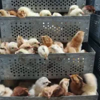 دستگاه جوجه کشی ماشین طیور جوجه مرغ بلدرچین|لوازم جانبی حیوانات|مشهد, حرم مطهر رضوی|دیوار