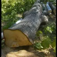 قطع درختان مزاحم|خدمات باغبانی و درختکاری|میناب, |دیوار