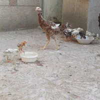 مرغ لاری وجوجه