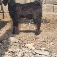 کهر نر