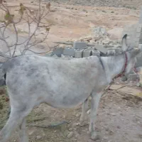 الاغ ماده