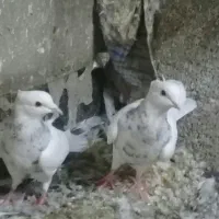 کبوترفروشی