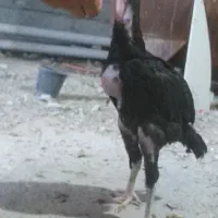 جوجه لاری ۳ ماهه