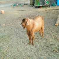 یک پاچن با یک بز فروش است|حیوانات مزرعه|ایرانشهر, |دیوار