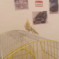 عروس هلندی ماده بالغ|پرنده|مهاباد (آذربایجان غربی), |دیوار