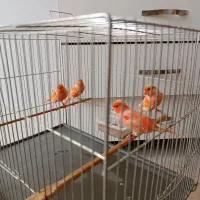 قناری رد فکتور نر