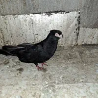 نر و ماده صرب