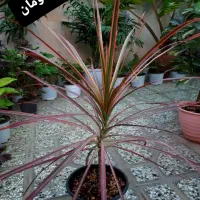 فروش گل از ۴۰ تومان تا ۱۵۰ تومان|گل و گیاه طبیعی|شاهرود, |دیوار