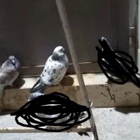 کبوتر|پرنده|قم, نیروگاه|دیوار