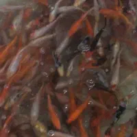 مزرعه پرورش و پخش ماهی کوی حوض آکواریوم طعمه و....|ماهی|تهران, مینابی|دیوار