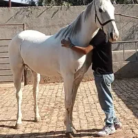 اسب|اسب و تجهیزات اسب‌سواری|قم, دروازه چوبی|دیوار