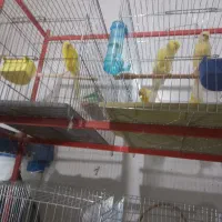 قناری سالم|پرنده|بندر انزلی, میان پشته|دیوار