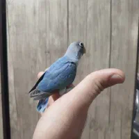 کوتوله برزیلی ماده فیشر|پرنده|اصفهان, مفتح|دیوار