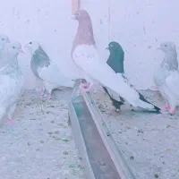 کله ای|پرنده|بم, |دیوار