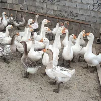 فروش فوری غوغاز و غاز محلی . غاز لیندا