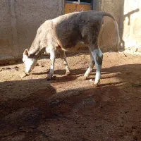 گوساله|حیوانات مزرعه|حسین آباد, |دیوار